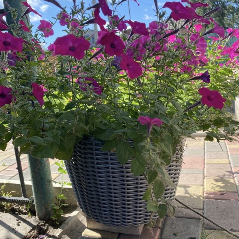 Кашпо з ротангу 12 л (ручна робота), стильний горщик для квітів - cірий кварц з косичкою